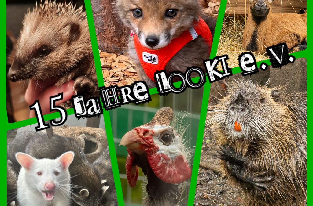 Looki feiert 15 jähriges Jubiläum!