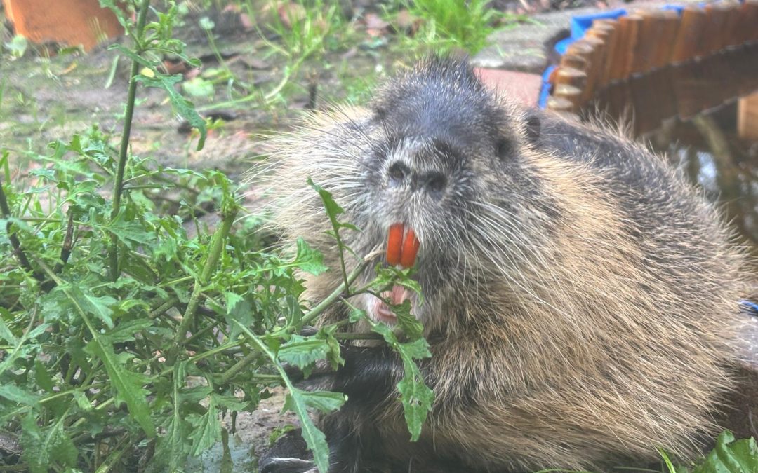 Nutrias im Norden – Wie gefährlich sind die Nager?