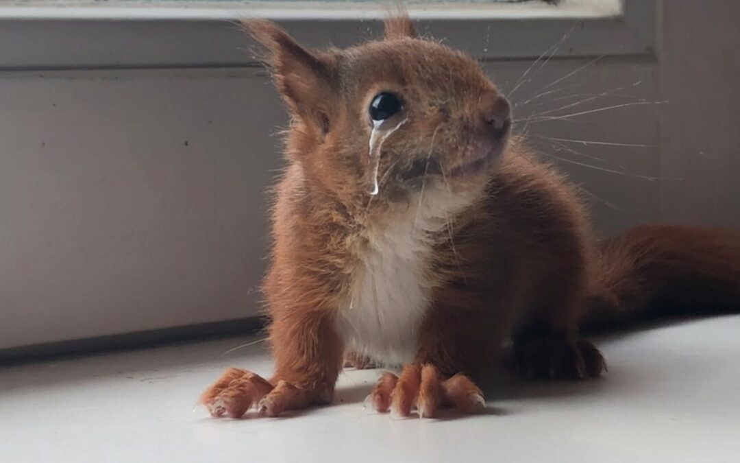 Unsere Wildtierstation braucht dich – jetzt mehr denn je!