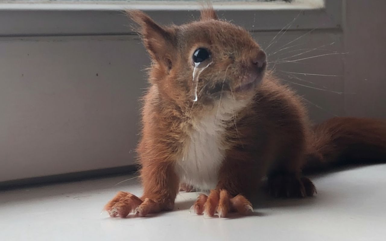 Unsere Wildtierstation braucht dich – jetzt mehr denn je!